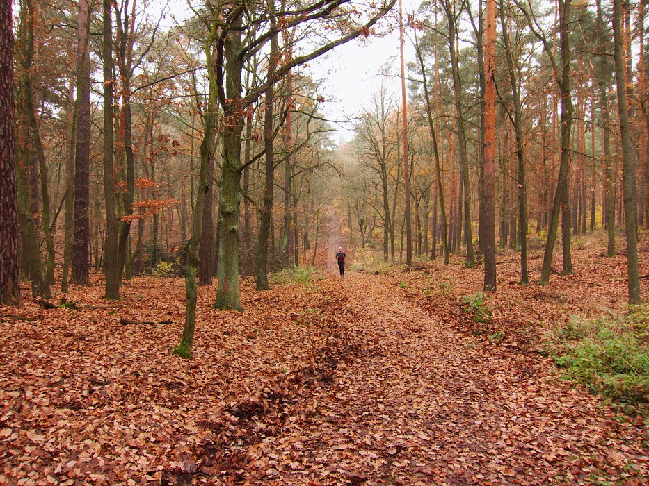 Grunewald in mijlocul toamnei