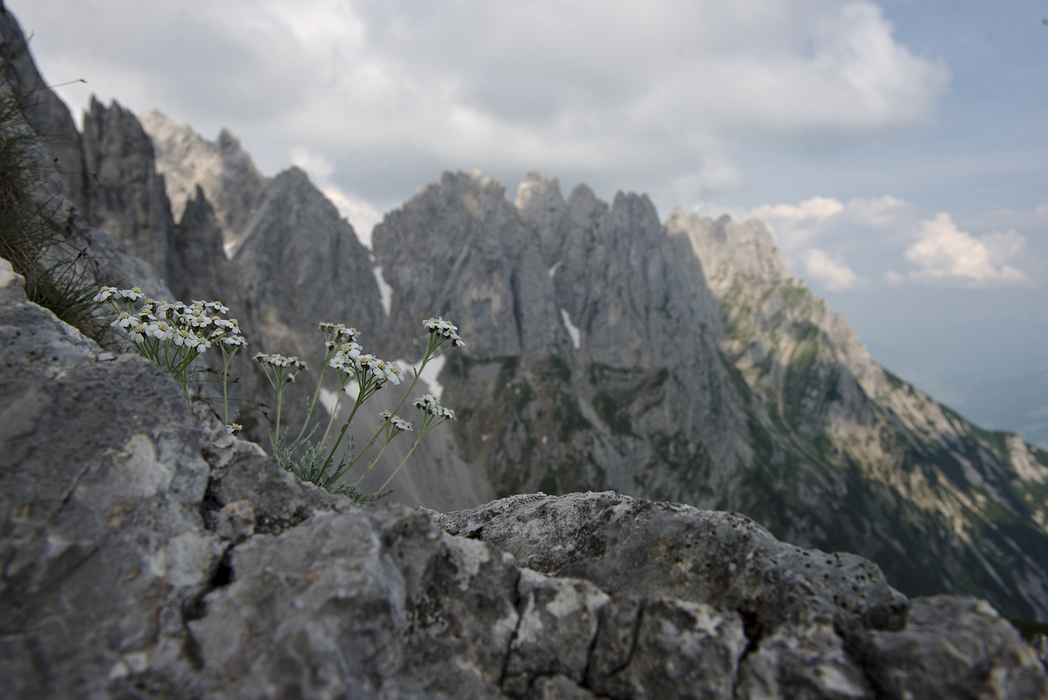 La alergat in Wilder Kaiser