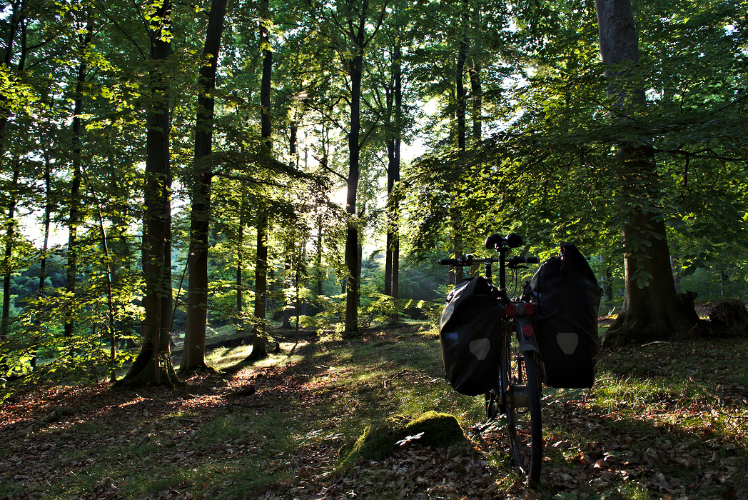 Ruegen Beech Forests