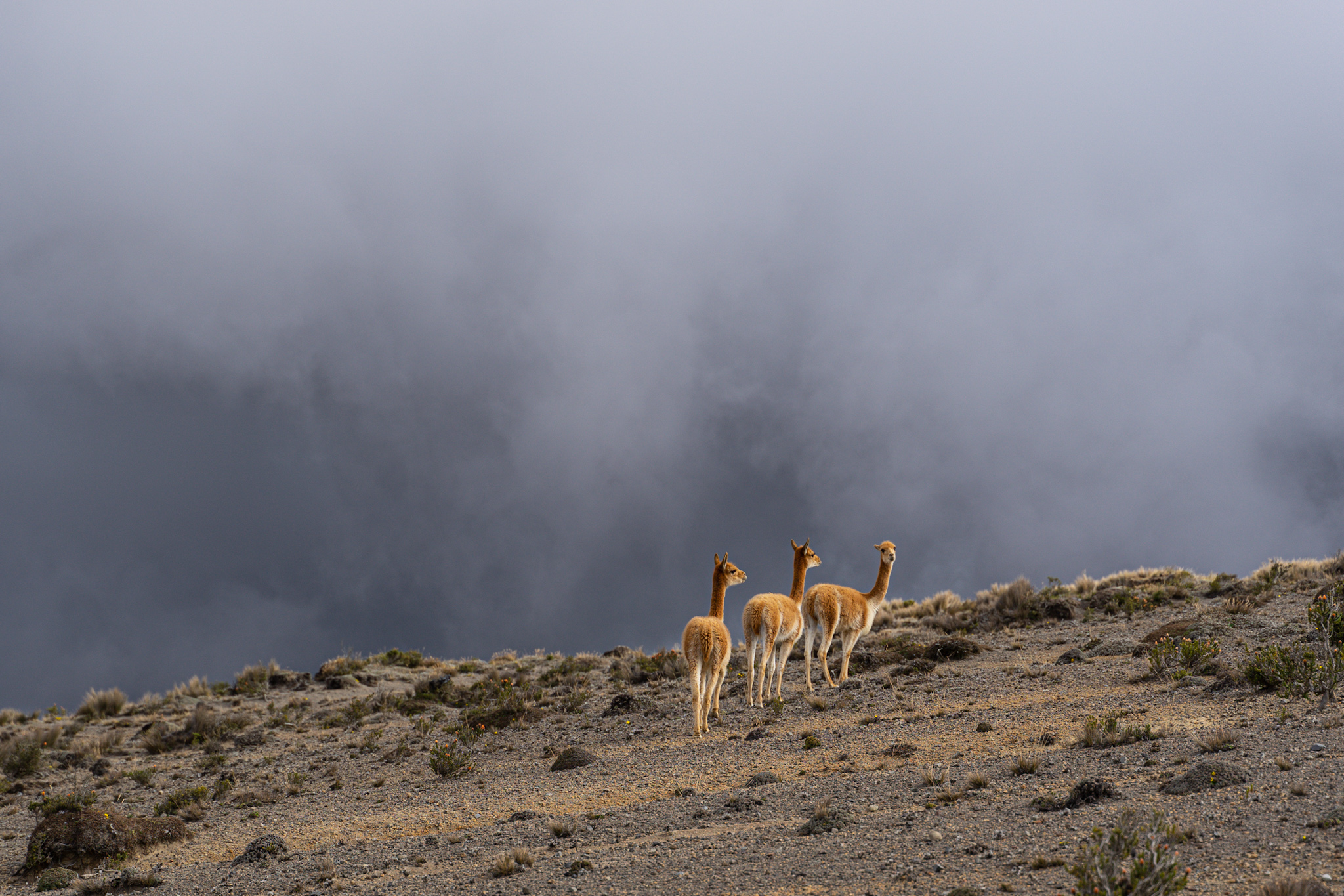 Vicunas si o noapte la 4400 de metri