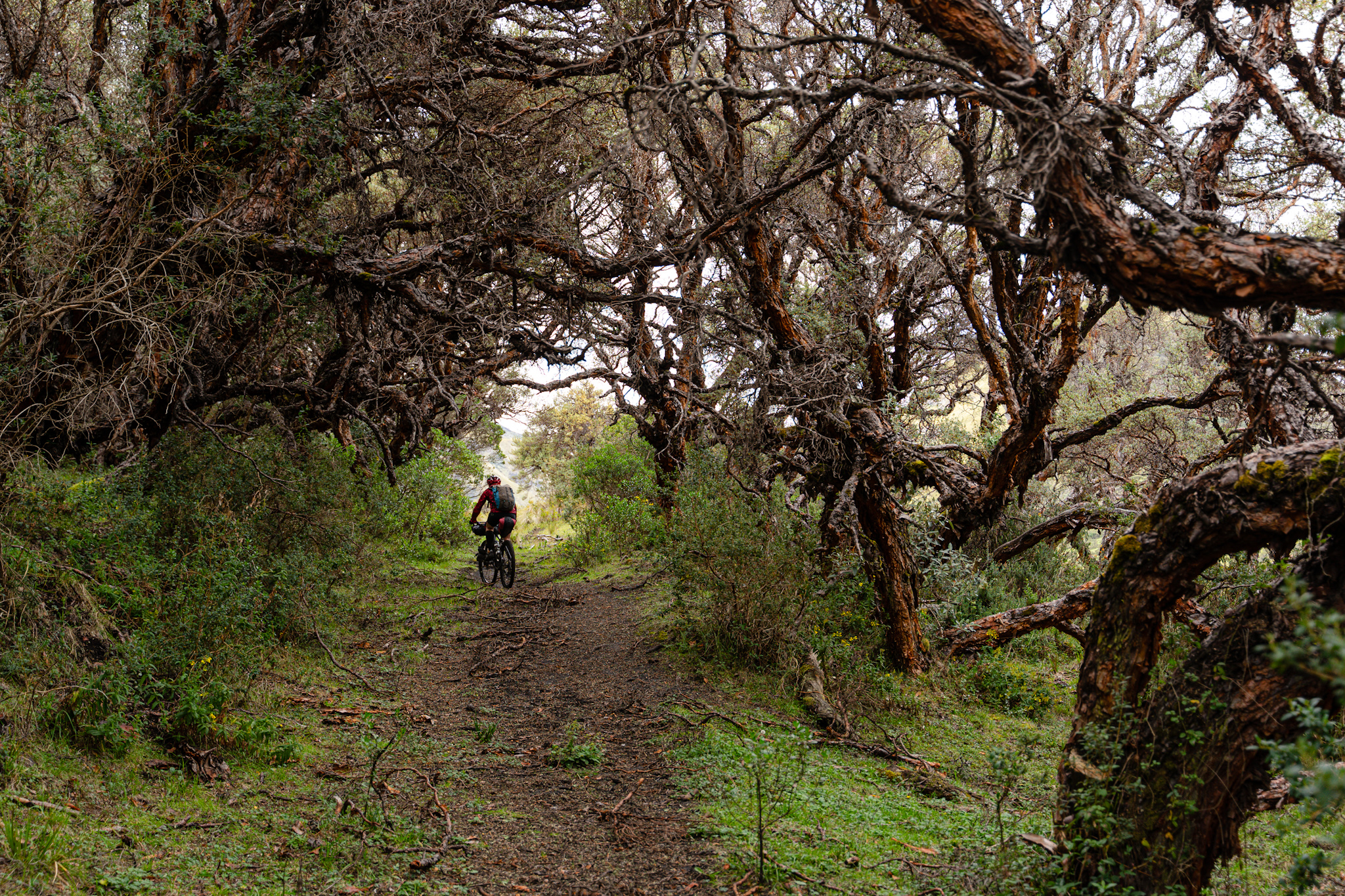 Salbaticia din Paramo.